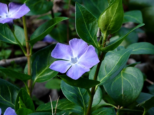 {Vinca major}